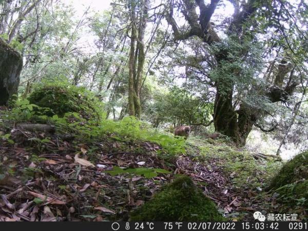 西藏色季拉山發(fā)現(xiàn)雪豹、白頰獼猴等多種珍稀野生動物