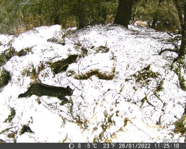 西藏色季拉山發(fā)現(xiàn)雪豹、白頰獼猴等多種珍稀野生動物