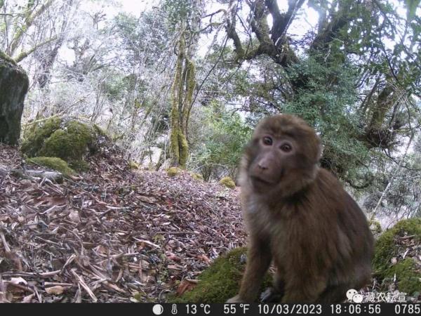 西藏色季拉山發(fā)現(xiàn)雪豹、白頰獼猴等多種珍稀野生動物
