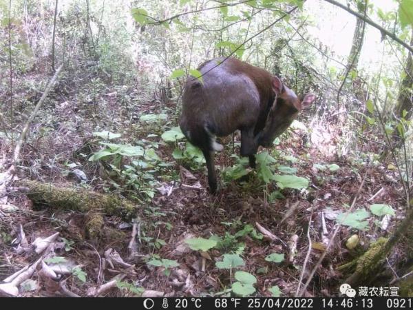 西藏色季拉山發(fā)現(xiàn)雪豹、白頰獼猴等多種珍稀野生動物