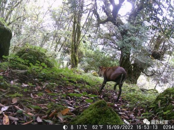 西藏色季拉山發(fā)現(xiàn)雪豹、白頰獼猴等多種珍稀野生動物