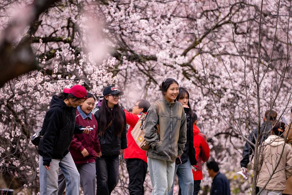 桃花盛開惹人醉，八方游客賞花來。徐馭堯攝