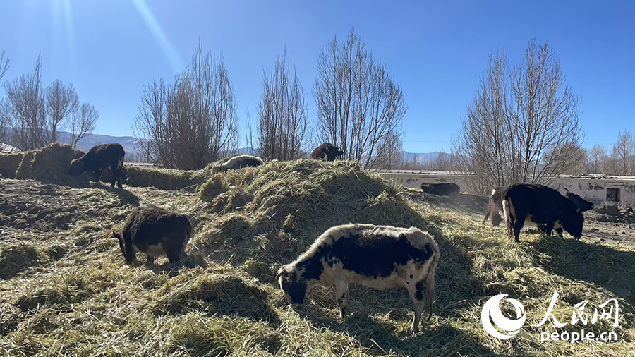 長所鄉(xiāng)森嘎村村民的牲畜在食用新鮮飼草。人民網(wǎng)記者 郝潔攝