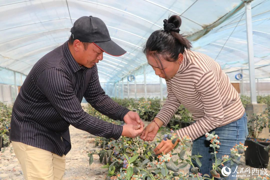 技術(shù)員劉家平和措姆在溫室大棚檢查藍莓的長勢。次仁龍布攝