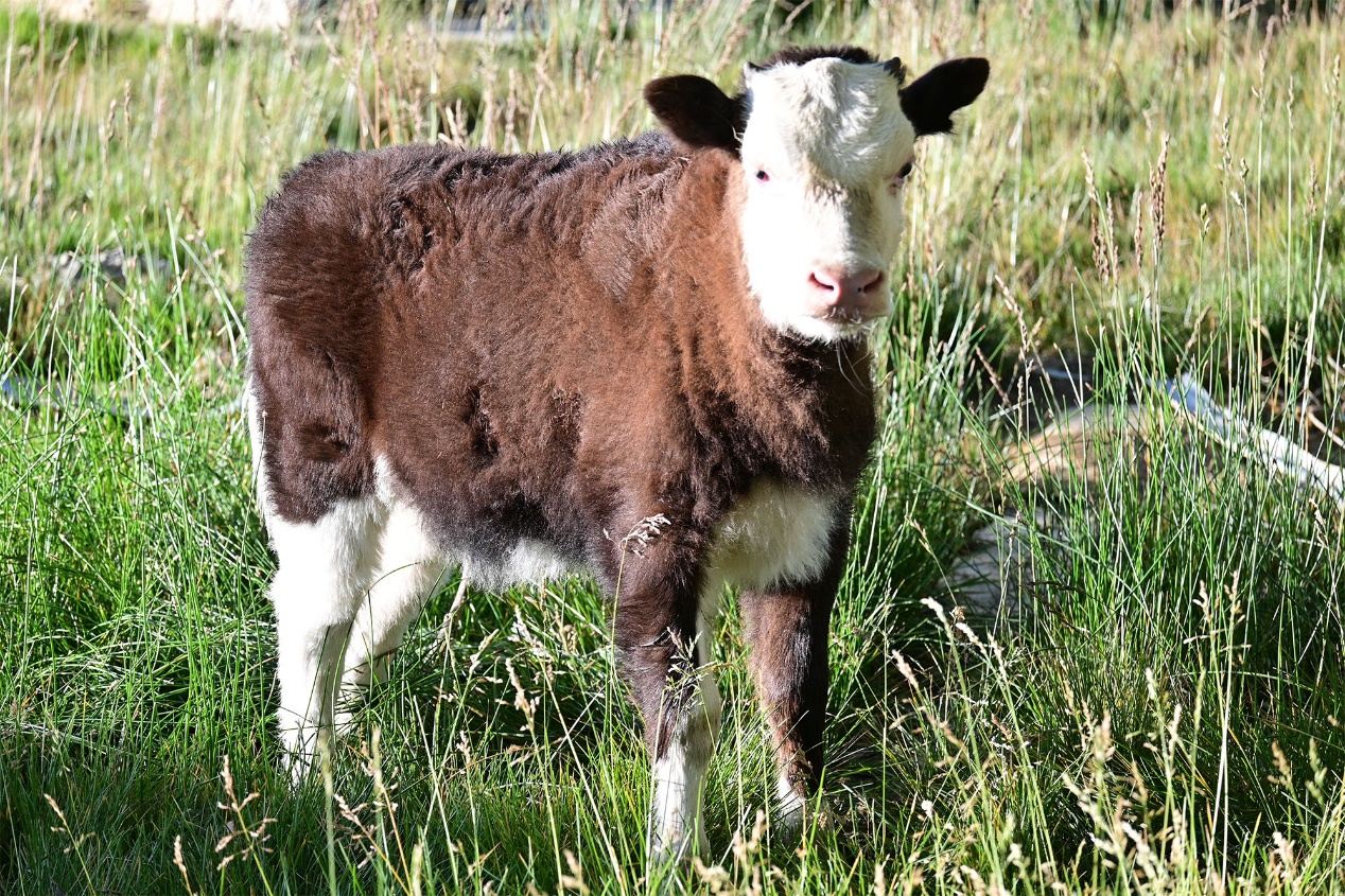 全球首例體細胞克隆犏牛在西藏誕生