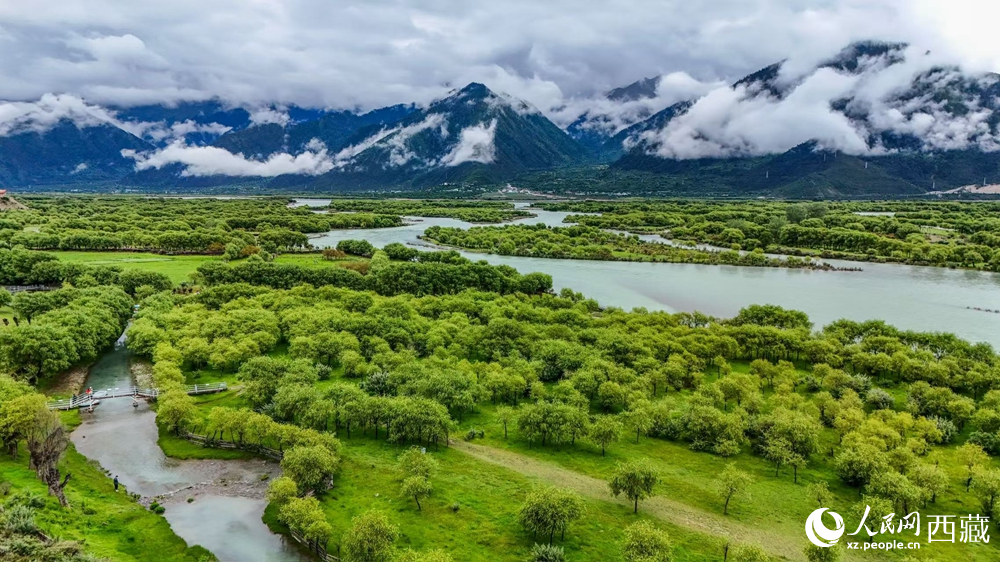 鳥瞰盛夏季節(jié)的雅尼濕地風(fēng)光。人民網(wǎng)記者 次仁羅布攝