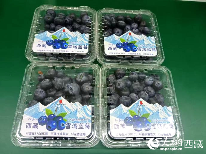 西藏雪域藍(lán)莓。羅雨欣攝