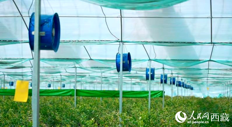 藍(lán)莓種植的智能溫室場(chǎng)景。羅雨欣攝