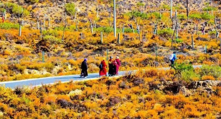 懂西藏的人，一定不會(huì)錯(cuò)過林芝的秋天