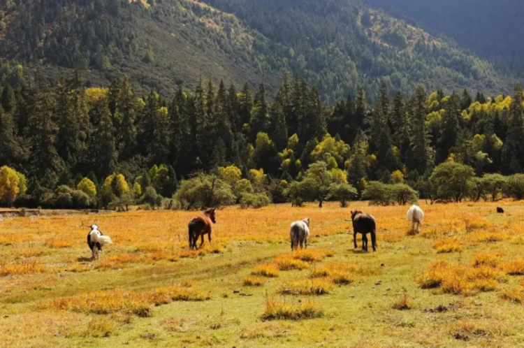 懂西藏的人，一定不會(huì)錯(cuò)過林芝的秋天