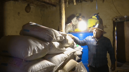 青稞“蛻變”，牦?！俺鋈Α?！看西藏農(nóng)牧民的“十四五”豐收答卷