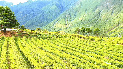 青稞“蛻變”，牦牛“出圈”！看西藏農(nóng)牧民的“十四五”豐收答卷