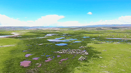 青稞“蛻變”，牦?！俺鋈Α保】次鞑剞r(nóng)牧民的“十四五”豐收答卷