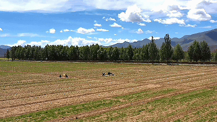 青稞“蛻變”，牦?！俺鋈Α?！看西藏農(nóng)牧民的“十四五”豐收答卷