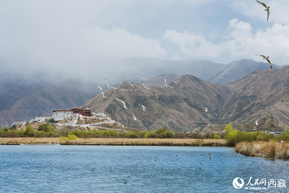 拉魯濕地呈現(xiàn)一幅流動(dòng)的國(guó)風(fēng)畫卷。曹曦元攝