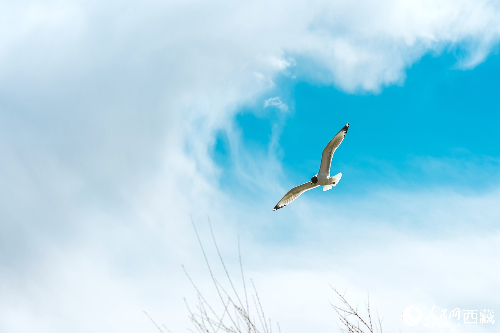  拉魯濕地生態(tài)治理成果斐然，生物資源得到恢復(fù)發(fā)展。曹曦元攝