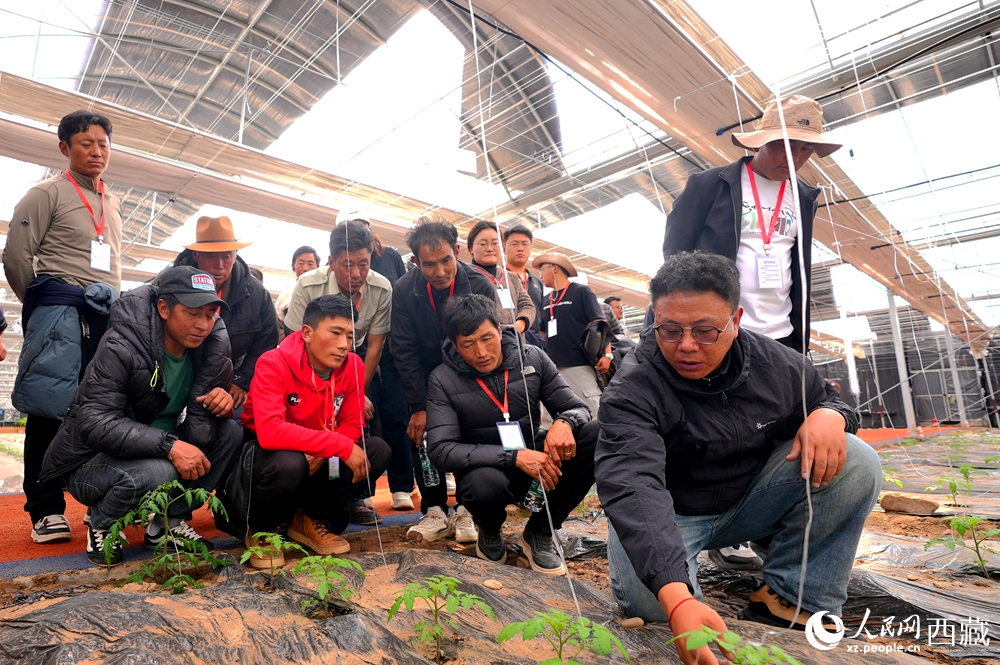 農(nóng)業(yè)專家蹲在田壟間，為圍攏過來的科技專干和基層農(nóng)技人員現(xiàn)場講解定植要點。人民網(wǎng)記者 吳雨仁攝
