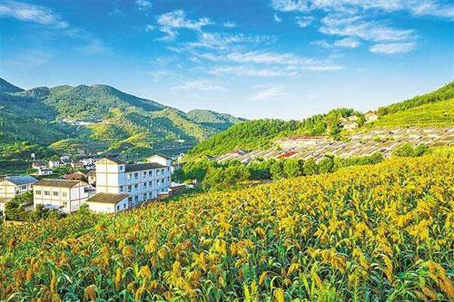 【理上網(wǎng)來o輝煌十九大】鄉(xiāng)村振興戰(zhàn)略：更綜合、全面、系統(tǒng)的發(fā)展戰(zhàn)略