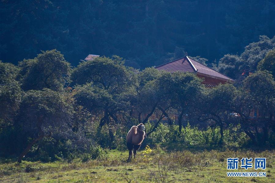 （全面建成小康社會“百城千縣萬村調(diào)研行”·圖文互動）（8）青?？柎澹骸肮夤鞔濉钡娜A麗轉(zhuǎn)身