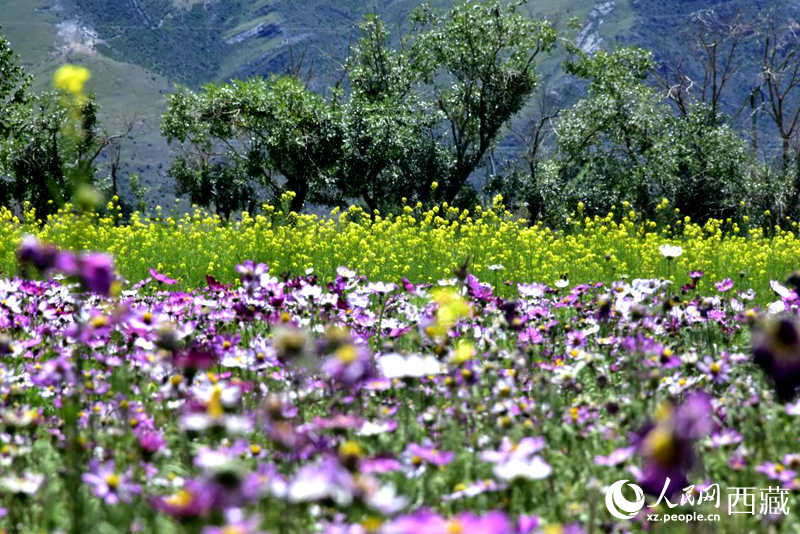 油菜花與格桑花相映成趣。人民網(wǎng) 李海霞攝
