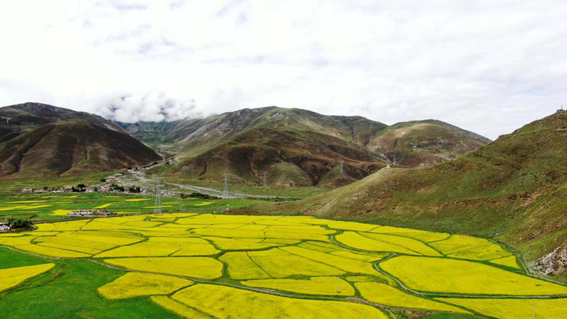 金燦燦的油菜花。洛克攝