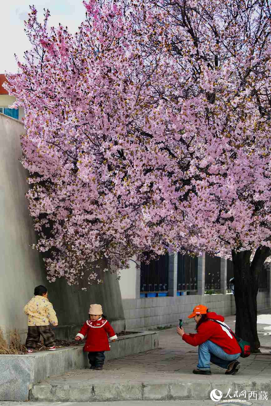 桃林下，拉薩市民游客樂享春光。人民網記者 次仁羅布攝