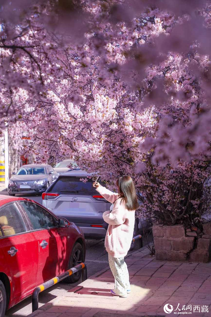 桃林下，拉薩市民游客樂享春光。人民網記者 次仁羅布攝