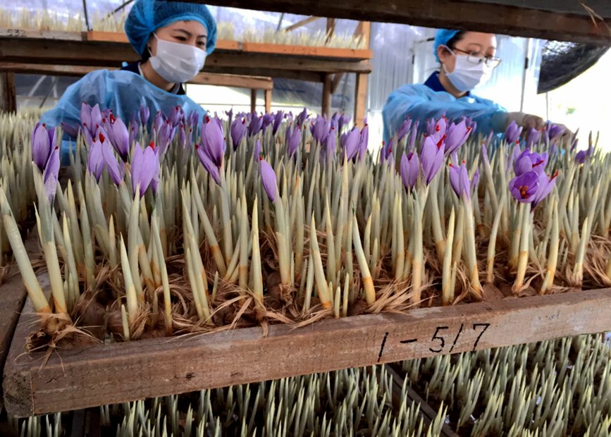 林芝天旺農(nóng)牧產(chǎn)品有限公司藏紅花種植基地工作人員采摘藏紅花。趙新民攝