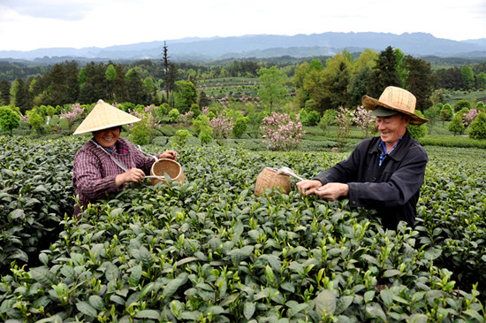 貴州省湄潭縣大力發(fā)展茶葉產業(yè)，60萬畝生態(tài)茶園實現(xiàn)了“綠水青山變成金山銀山”，生態(tài)與經濟協(xié)調發(fā)展。圖為湄潭縣湄江街道金花村茶農采茶 瞿欣含攝 _副本.jpg