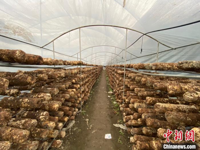 圖為基地里的食用菌菌棒。　劉鵬 攝