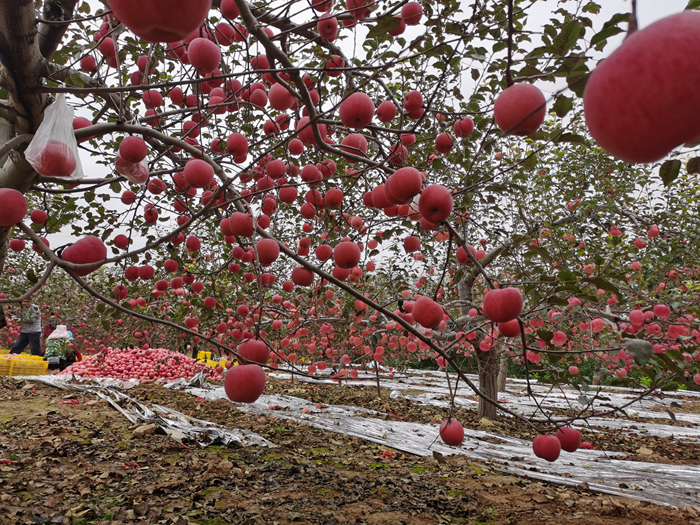 延安蘋(píng)果。來(lái)源：柳林鎮(zhèn)果技站供圖。