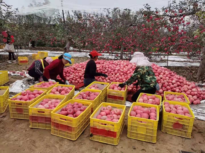 來(lái)源：柳林鎮(zhèn)果技站供圖。