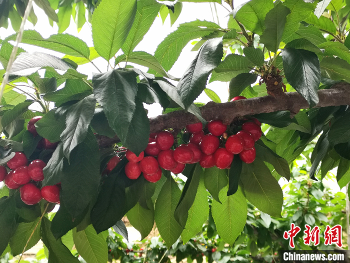 陜西省子長市盛宇現(xiàn)代農(nóng)業(yè)示范園內(nèi)，櫻桃鮮艷欲滴。<a target='_blank'  ><p  align=