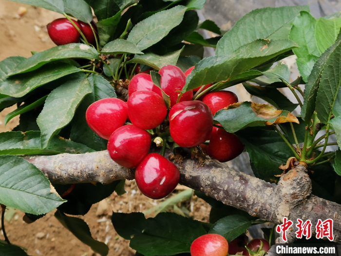 陜西省子長市盛宇現(xiàn)代農(nóng)業(yè)示范園內(nèi)，櫻桃鮮艷欲滴。<a target='_blank'  ><p  align=