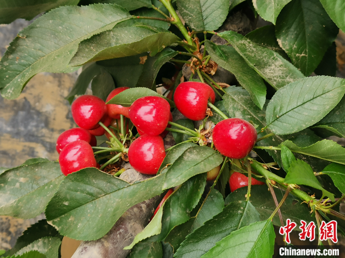 陜西省子長市盛宇現(xiàn)代農(nóng)業(yè)園區(qū)內(nèi)，櫻桃鮮艷欲滴。<a target='_blank'  ><p  align=