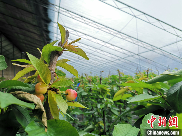 陜西省子長市盛宇現(xiàn)代農(nóng)業(yè)示范園櫻桃園區(qū)。<a target='_blank'  ><p  align=