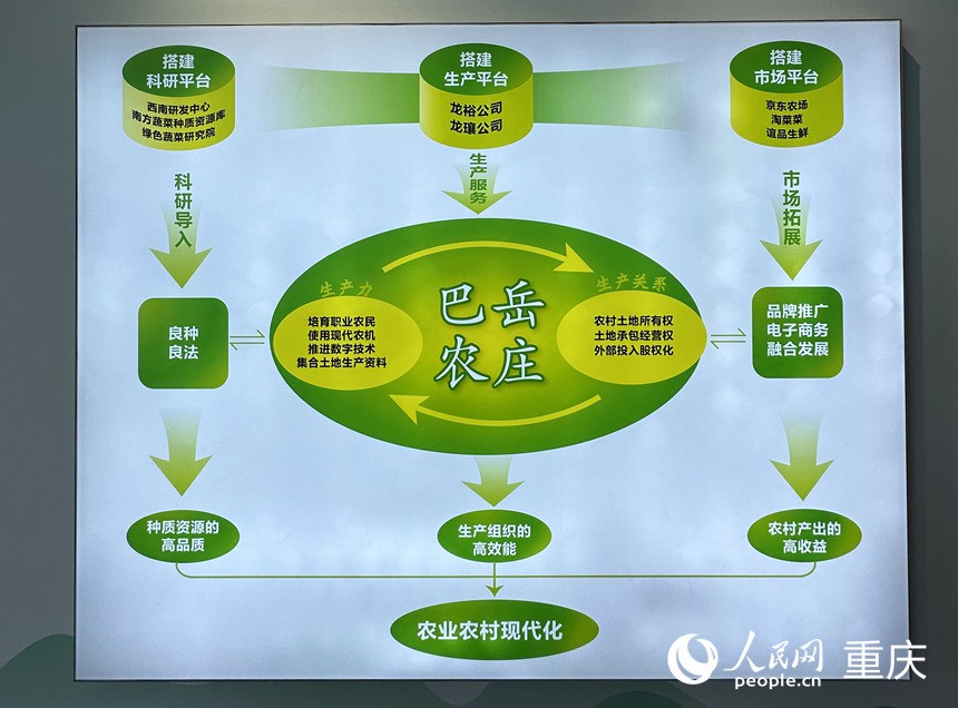 “巴岳農莊”運作示意圖。人民網記者 劉政寧攝